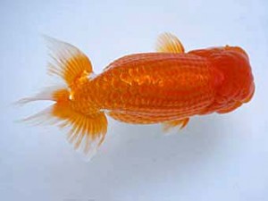 楽友らんちう会　取締二　白扇　林　和明　足立