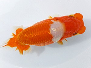 両毛愛魚会 勧進元一 関口直樹 両毛愛魚会 勧進元一 関口直樹