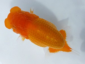 両毛愛魚会 勧進元二 塩原竹史 両毛愛魚会 勧進元二 塩原竹史