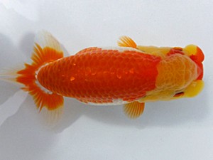 両毛愛魚会 行司一 平井恵次 両毛愛魚会 行司一 平井恵次