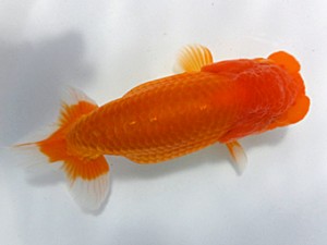 両毛愛魚会 脇行司一 蜂須賀 仁 両毛愛魚会 脇行司一 蜂須賀 仁