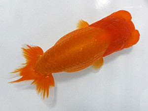 両毛愛魚会 脇行司二 関口直樹 両毛愛魚会 脇行司二 関口直樹