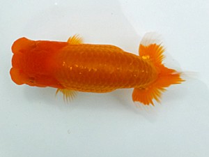 両毛愛魚会 西大関 高柳仲夫 両毛愛魚会 西大関 高柳仲夫