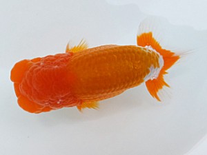 両毛愛魚会 立行司 北島欣一 両毛愛魚会 立行司 北島欣一