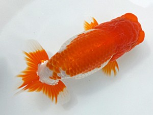 両毛愛魚会 東取締 山崎幸一 両毛愛魚会 東取締 山崎幸一