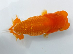 両毛愛魚会 西取締 大竹俊雄 両毛愛魚会 西取締 大竹俊雄