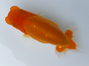 両毛愛魚会 東関脇 野口正樹 両毛愛魚会 東関脇 野口正樹