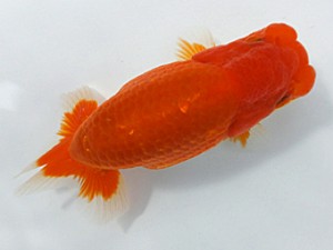 両毛愛魚会 西関脇 木村 等 両毛愛魚会 西関脇 木村 等