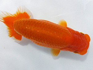 両毛愛魚会 西小結 柿沼佐吉 両毛愛魚会 西小結 柿沼佐吉