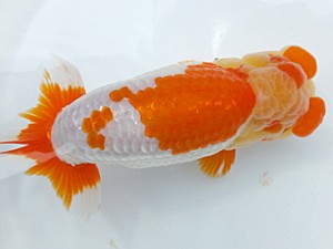 両毛愛魚会 東大関 木村 等 両毛愛魚会 東大関 木村 等