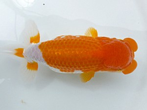 両毛愛魚会 西大関 中村正志 両毛愛魚会 西大関 中村正志