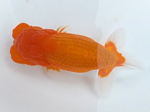 両毛愛魚会 立行司 平井恵次 両毛愛魚会 立行司 平井恵次