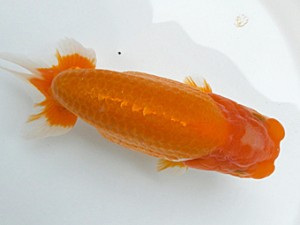 両毛愛魚会 東取締 白石文人 両毛愛魚会 東取締 白石文人