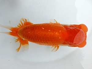 両毛愛魚会 西大関 中村正志 両毛愛魚会 西大関 中村正志