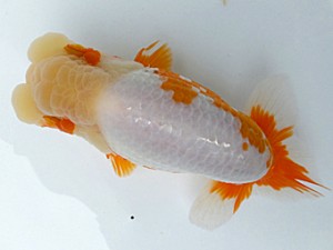 両毛愛魚会 立行司 中村正志 両毛愛魚会 立行司 中村正志