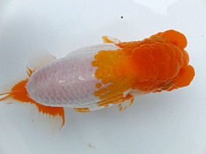 両毛愛魚会 東取締 中村正志 両毛愛魚会 東取締 中村正志