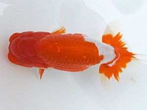 両毛愛魚会 西取締 関口直樹 両毛愛魚会 西取締 関口直樹