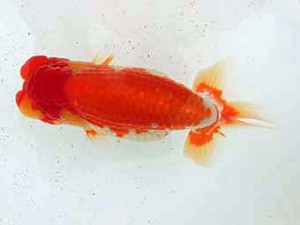 志摩紅鱗会　東大関　宮脇　洋　松阪市