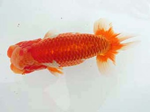 志摩紅鱗会　西大関　宮脇　洋　松阪市