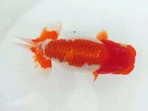 志摩紅鱗会　立行司　大田恒男　志摩市