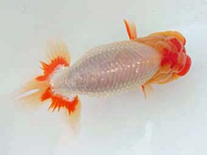 志摩紅鱗会　取締一　宮脇　洋　松阪市