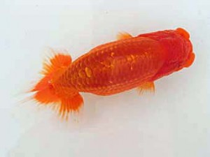 志摩紅鱗会　取締二　広井一也　福岡県