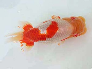 志摩紅鱗会　東大関　山口広隆　津市