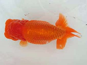 志摩紅鱗会　西大関　小河　孝　志摩市