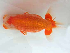 志摩紅鱗会　立行司　林　玲菜　志摩市