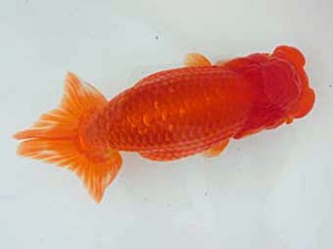 志摩紅鱗会　取締一　大河内正行　津市