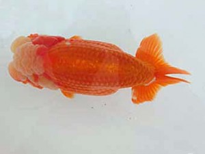 志摩紅鱗会　取締二　大田恒男　志摩市