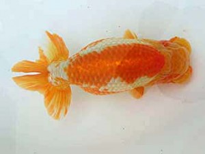 志摩紅鱗会　東大関　林　瑞貴　志摩市