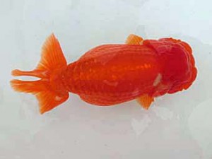 志摩紅鱗会　西大関　山中剛司　紀北町