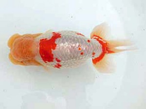 志摩紅鱗会　立行司　谷　善喜　紀北町