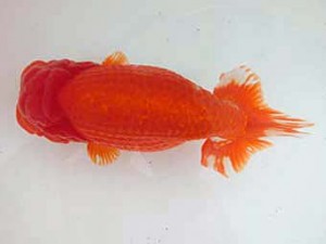 志摩紅鱗会　取締一　山中剛司　紀北町