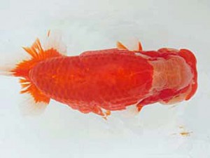 志摩紅鱗会　取締二　山中剛司　紀北町