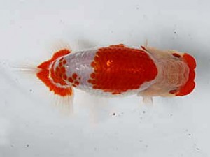 清水らんちう同好会 東大関 宮城島征 清水らんちう同好会 東大関 宮城島征