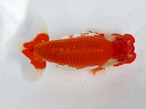 清水らんちう同好会 西大関 田島 貢 清水らんちう同好会 西大関 田島 貢