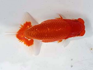 清水らんちう同好会 立行司 望月文一 清水らんちう同好会 立行司 望月文一