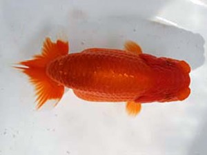 清水らんちう同好会 東取締 松本芳夫 清水らんちう同好会 東取締 松本芳夫