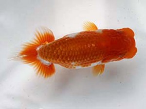 清水らんちう同好会 西取締 竹山幸伸 清水らんちう同好会 西取締 竹山幸伸