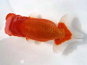 清水らんちう同好会 東大関 田島 貢 清水らんちう同好会 東大関 田島 貢