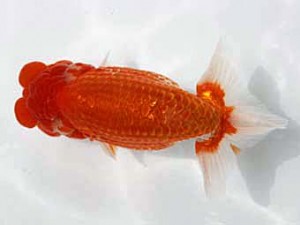 清水らんちう同好会 西大関 遠藤英好 清水らんちう同好会 西大関 遠藤英好