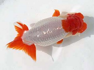 清水らんちう同好会 立行司 大石恒也 清水らんちう同好会 立行司 大石恒也