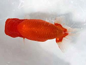 清水らんちう同好会 西取締 栗田伸男 清水らんちう同好会 西取締 栗田伸男