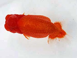 清水らんちう同好会 東大関 福井秀行 清水らんちう同好会 東大関 福井秀行