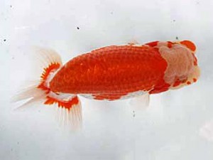 清水らんちう同好会 西大関 遠藤英好 清水らんちう同好会 西大関 遠藤英好