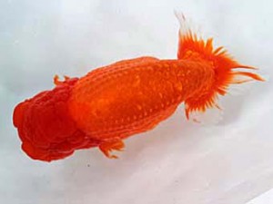 清水らんちう同好会 立行司 福井秀行 清水らんちう同好会 立行司 福井秀行