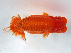 清水らんちう同好会 東取締 村上誠明 清水らんちう同好会 東取締 村上誠明