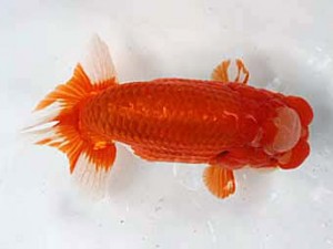 清水らんちう同好会 西取締 伴野英明 清水らんちう同好会 西取締 伴野英明